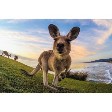 GoPro Tripod Mounts